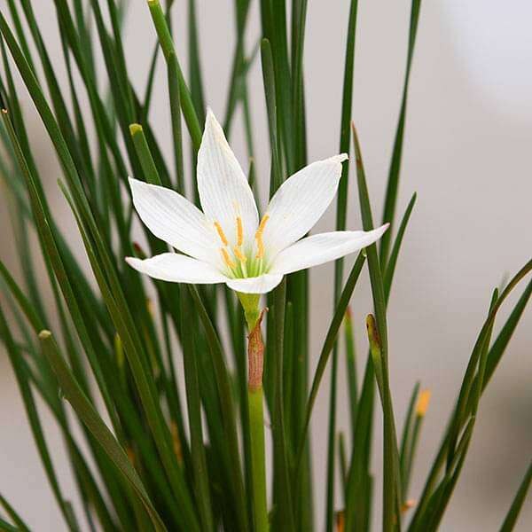 Zephyranthes Candida (White) - Lily Flower Plant